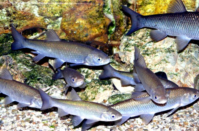 Squalius cephalus_014.jpg